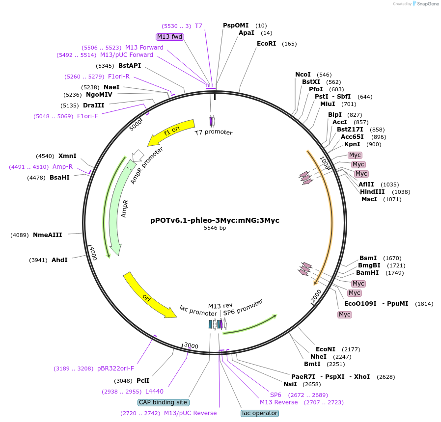 181937-plasmid-map-sequence-id-381568