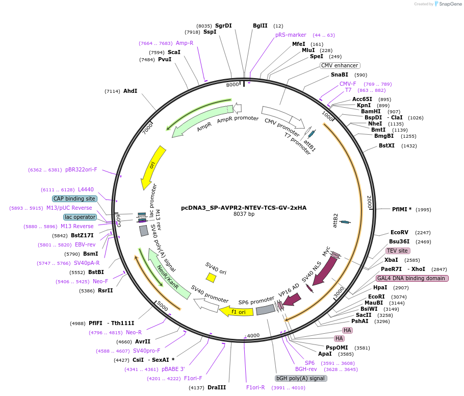 194371-plasmid-map-sequence-id-381569