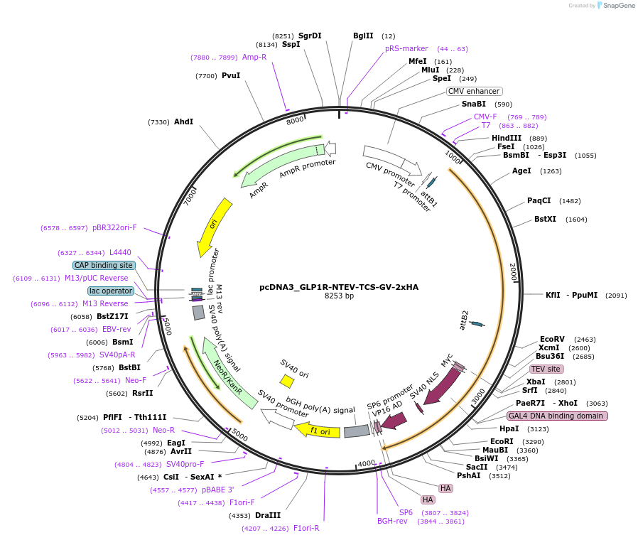 194378-plasmid-map-sequence-id-381570