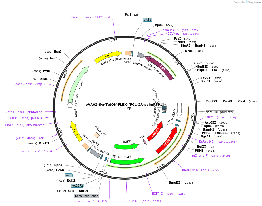 190236-plasmid-map-sequence-id-381571