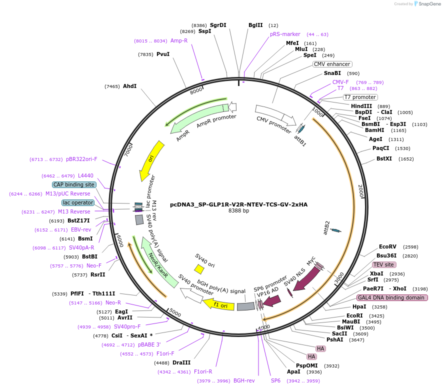 194381-plasmid-map-sequence-id-381577