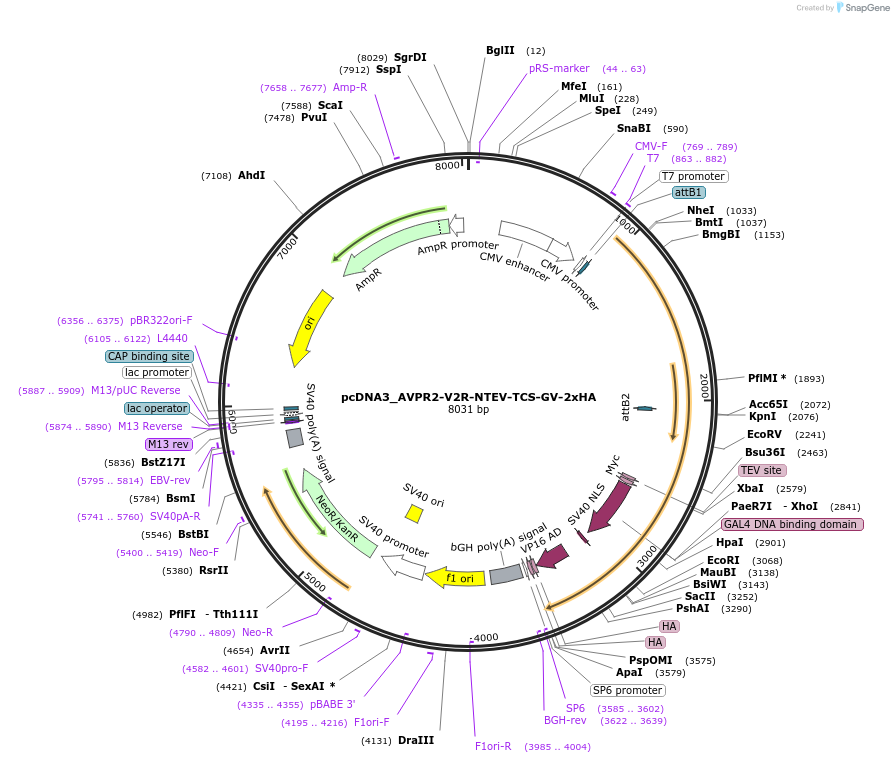 194372-plasmid-map-sequence-id-381585
