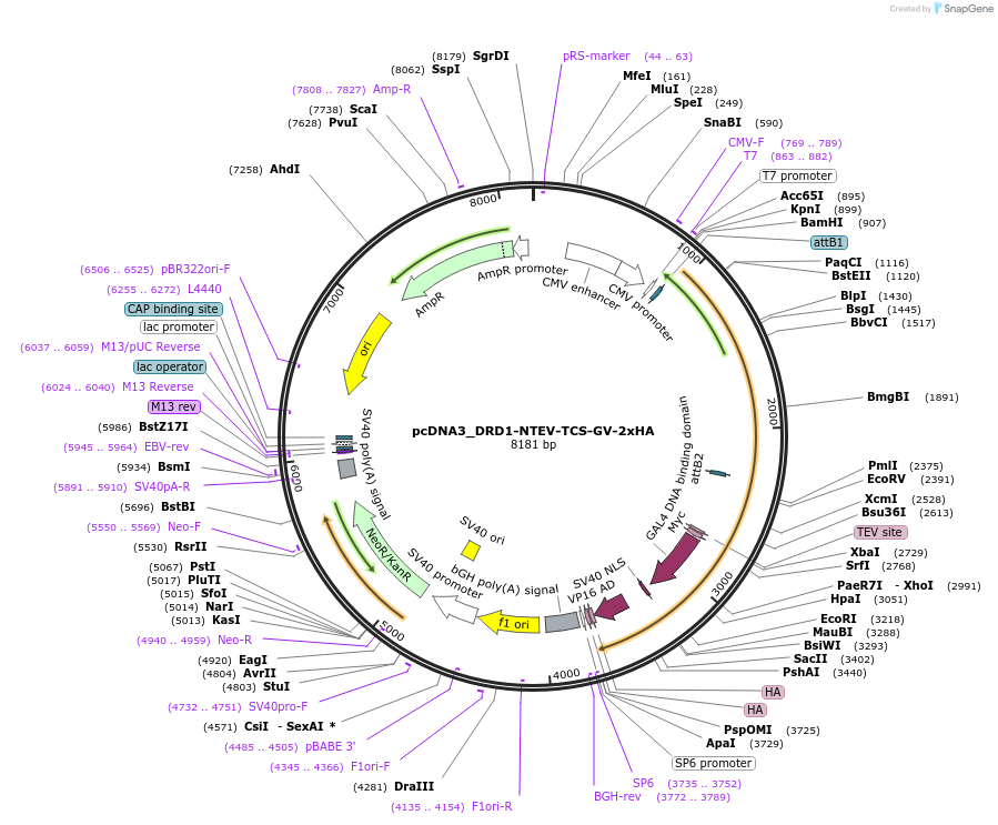 194358-plasmid-map-sequence-id-381586