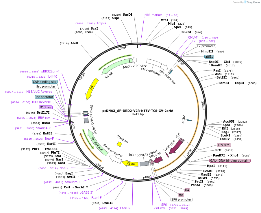 194365-plasmid-map-sequence-id-381587