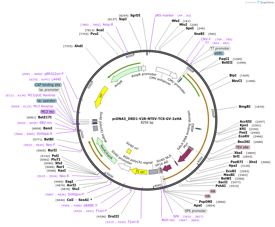 194360-plasmid-map-sequence-id-381592