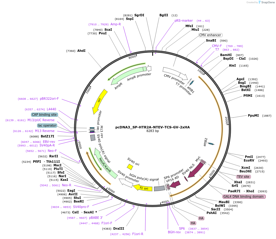 194367-plasmid-map-sequence-id-381602