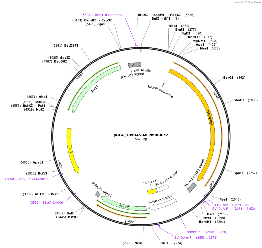 194383-plasmid-map-sequence-id-381605