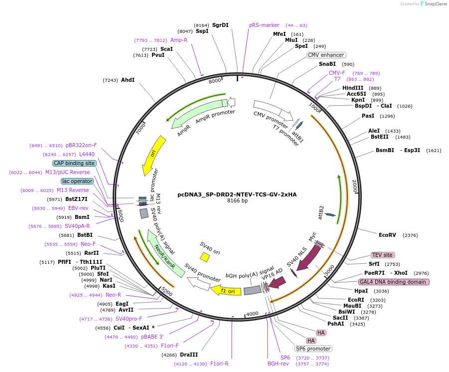 194363-plasmid-map-sequence-id-381607