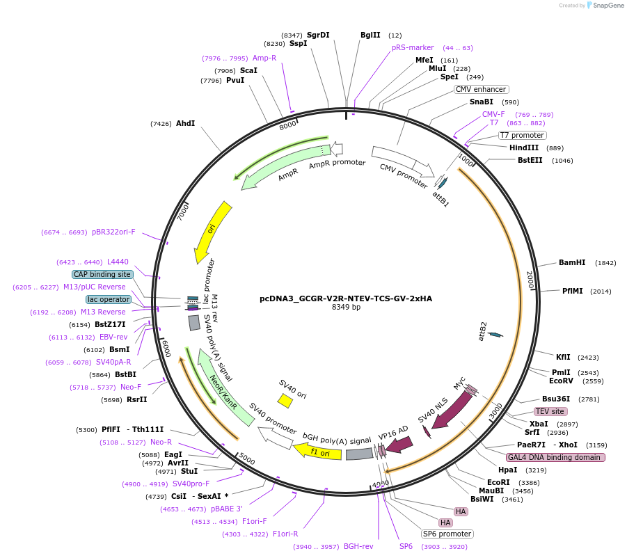 194376-plasmid-map-sequence-id-381608