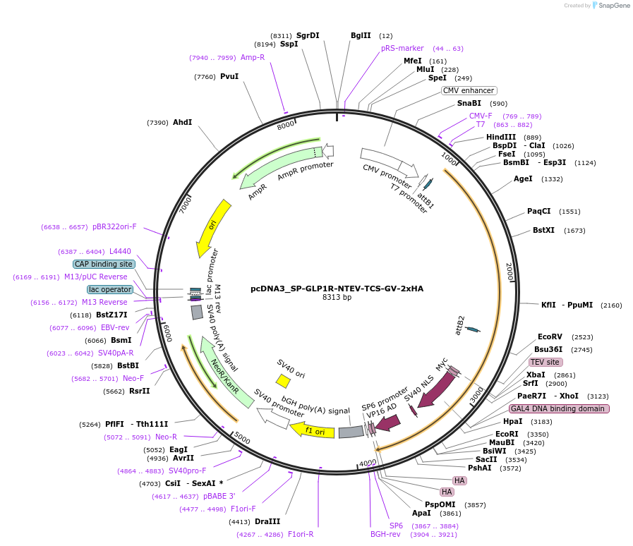 194379-plasmid-map-sequence-id-381610