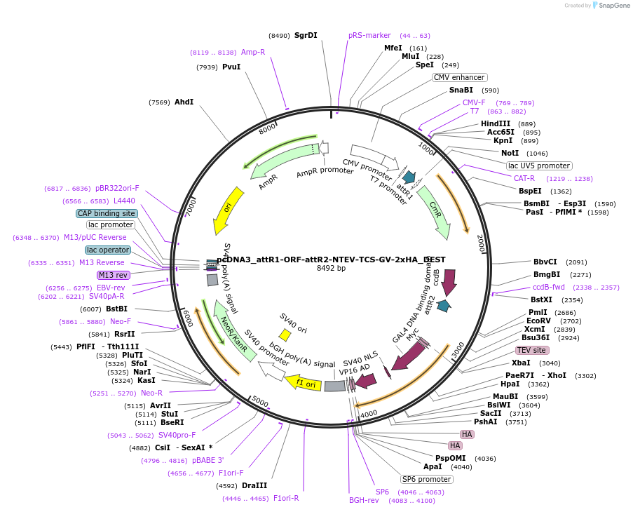 194385-plasmid-map-sequence-id-381612
