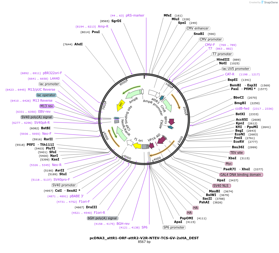 194386-plasmid-map-sequence-id-381613