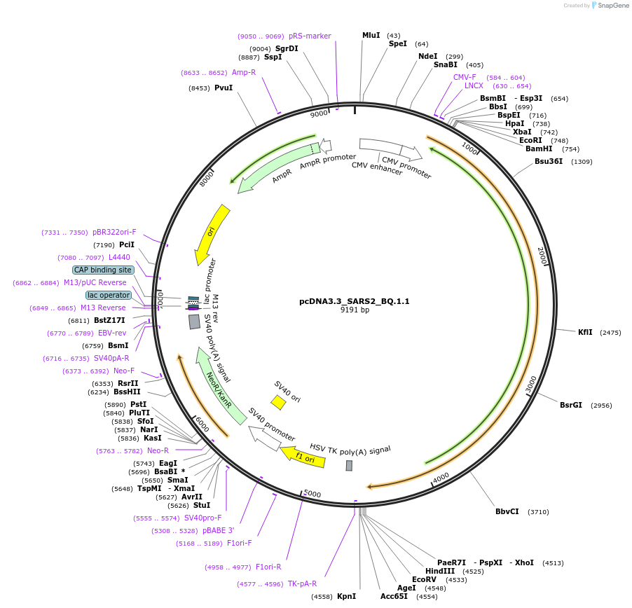 194493-plasmid-map-sequence-id-381631