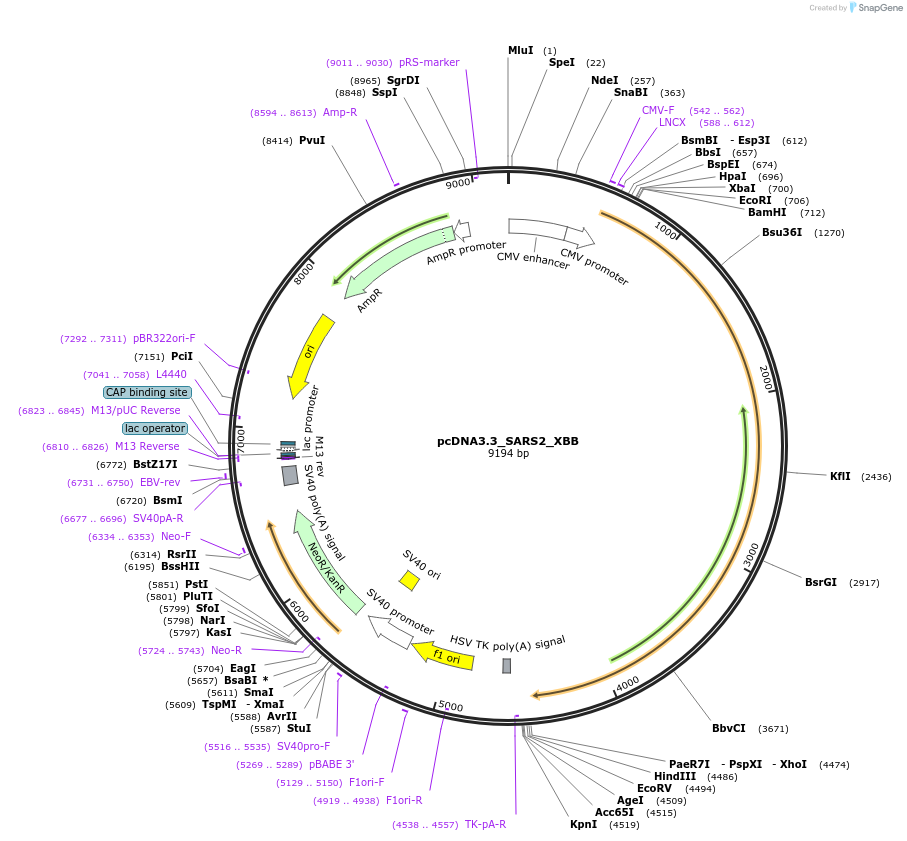 194494-plasmid-map-sequence-id-381634