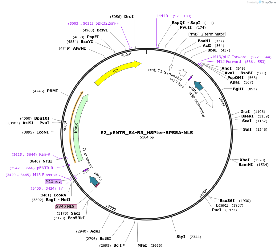 193371-plasmid-map-sequence-id-381638