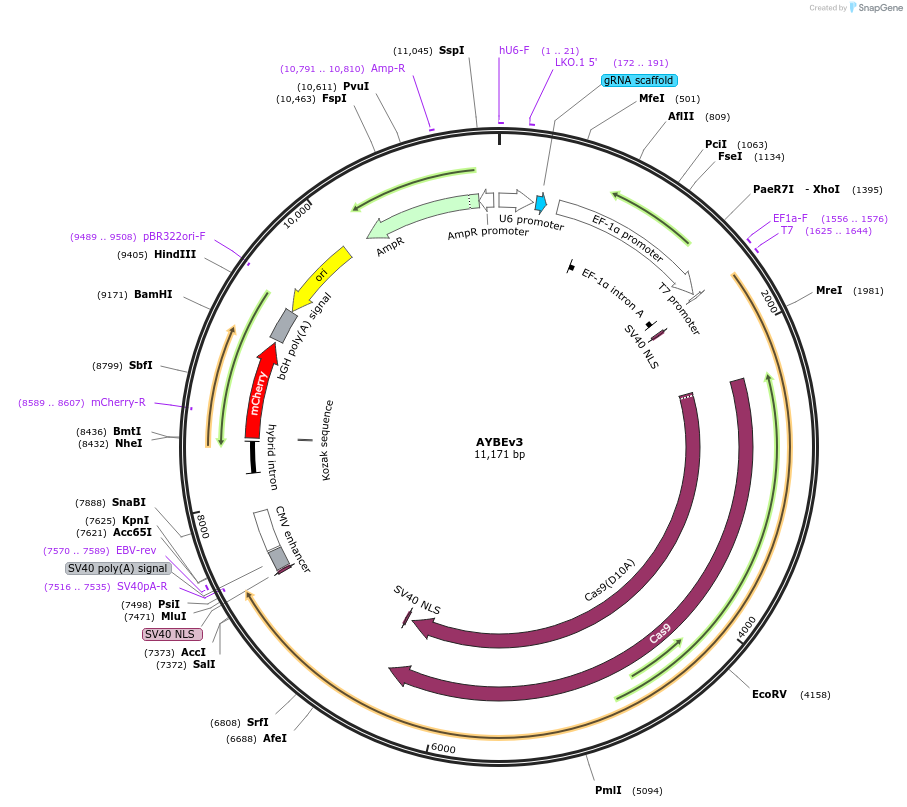 193967-plasmid-map-sequence-id-381640