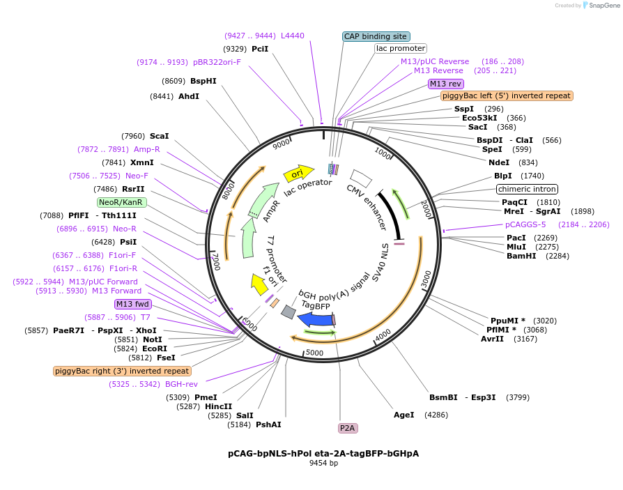 193968-plasmid-map-sequence-id-381650