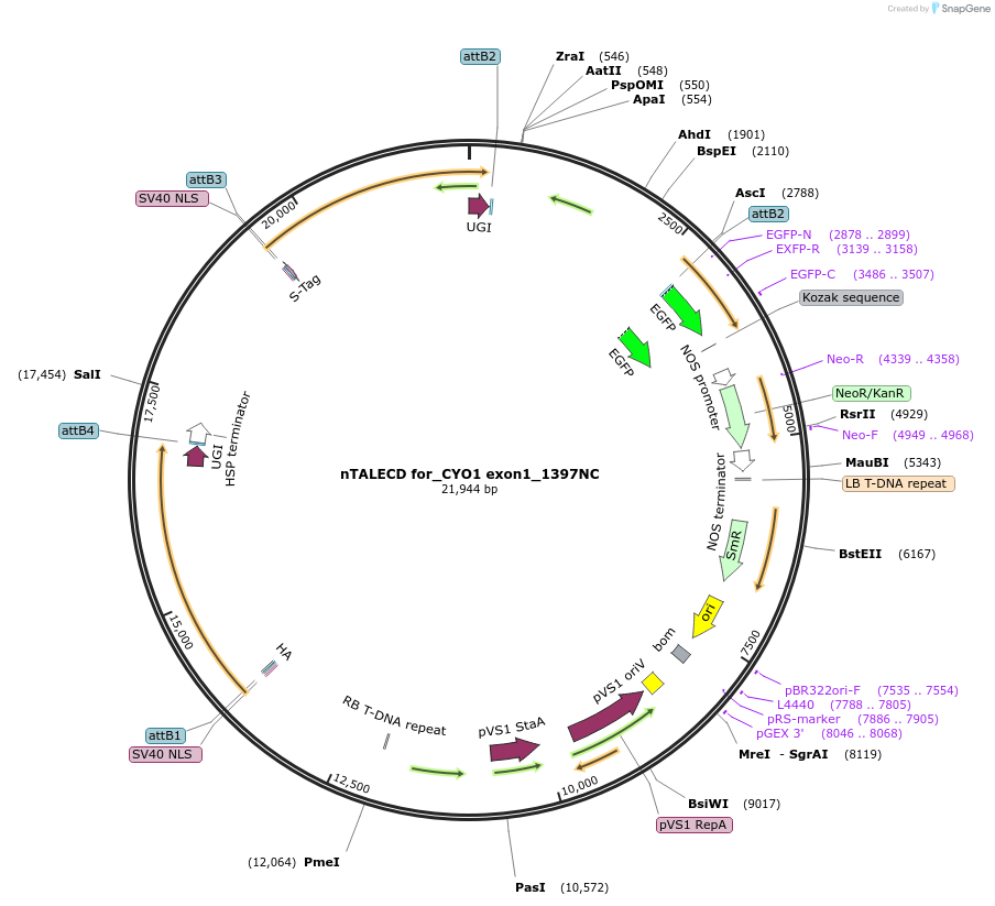 193376-plasmid-map-sequence-id-381653
