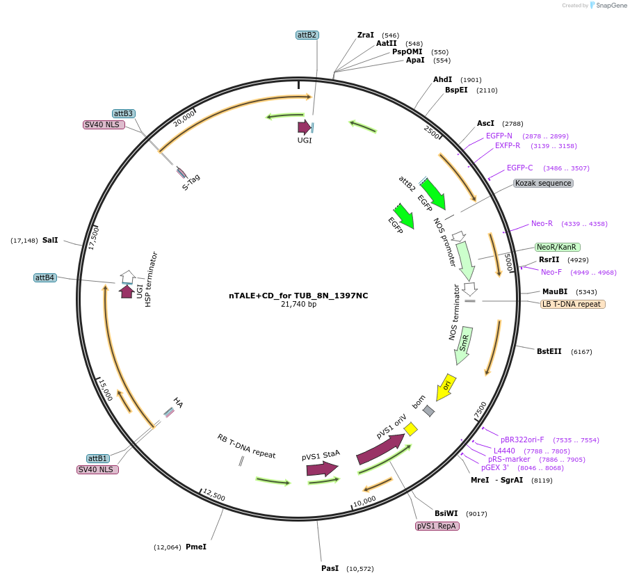 193383-plasmid-map-sequence-id-381656