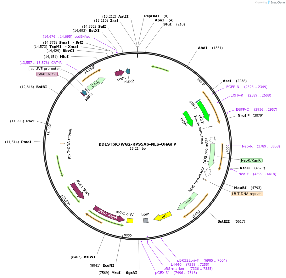 193370-plasmid-map-sequence-id-381658