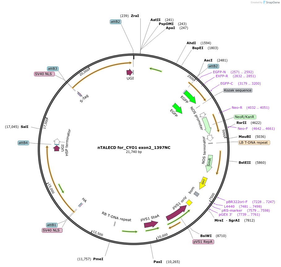 193377-plasmid-map-sequence-id-381659