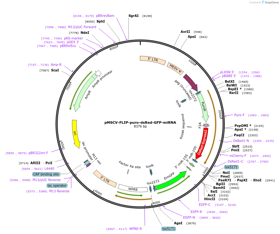 32704-plasmid-map-sequence-id-38167