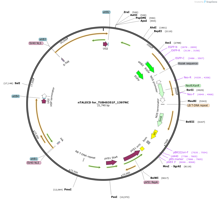 193382-plasmid-map-sequence-id-381699