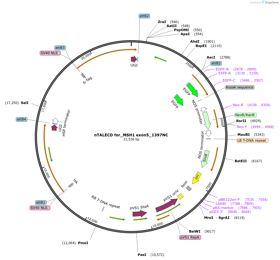 193380-plasmid-map-sequence-id-381701