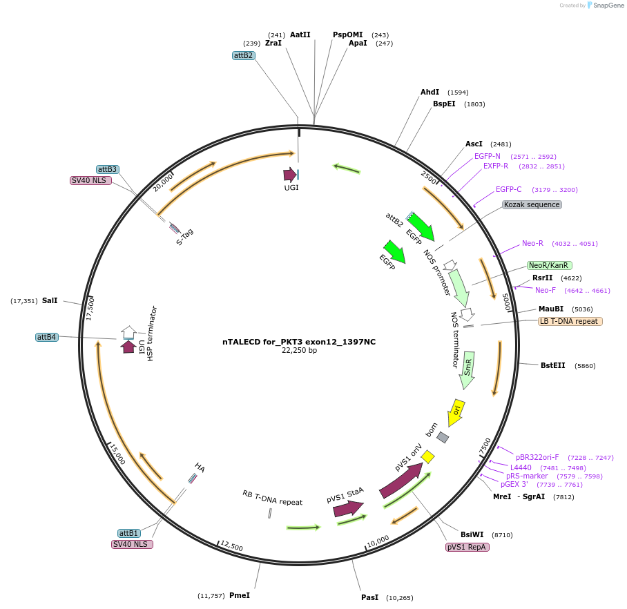 193379-plasmid-map-sequence-id-381704