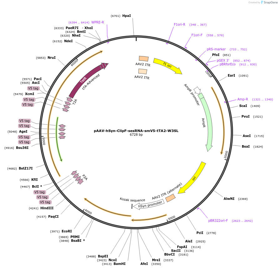 192067-plasmid-map-sequence-id-381706