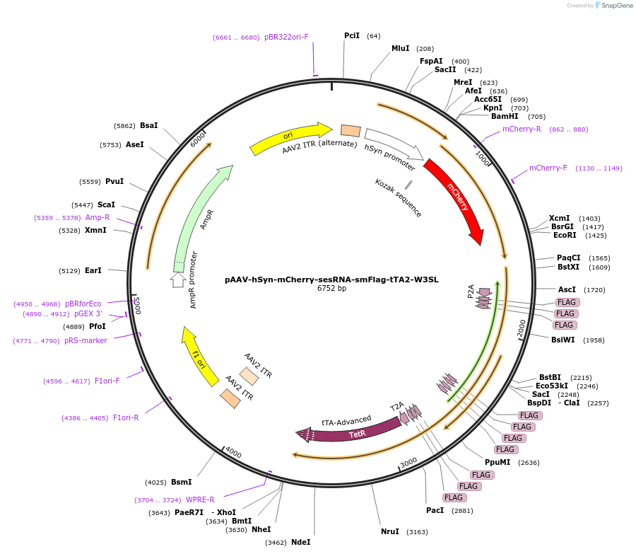 192066-plasmid-map-sequence-id-381709