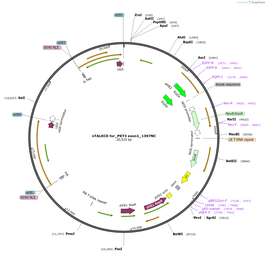 193378-plasmid-map-sequence-id-381711