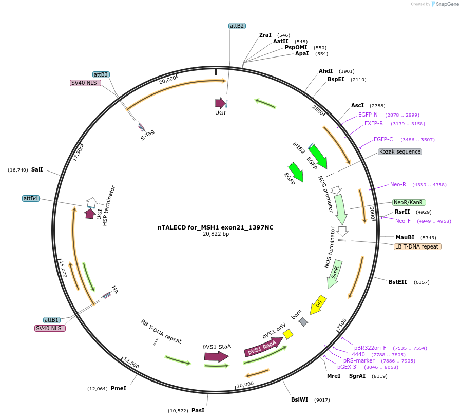 193381-plasmid-map-sequence-id-381717