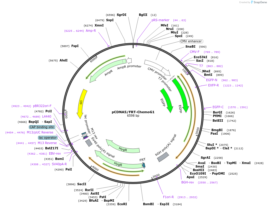 193806-plasmid-map-sequence-id-381719