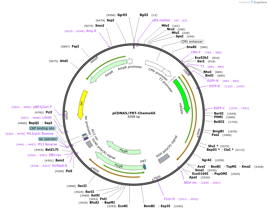 193807-plasmid-map-sequence-id-381721