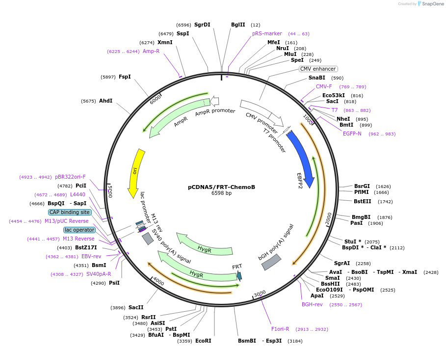 193808-plasmid-map-sequence-id-381723