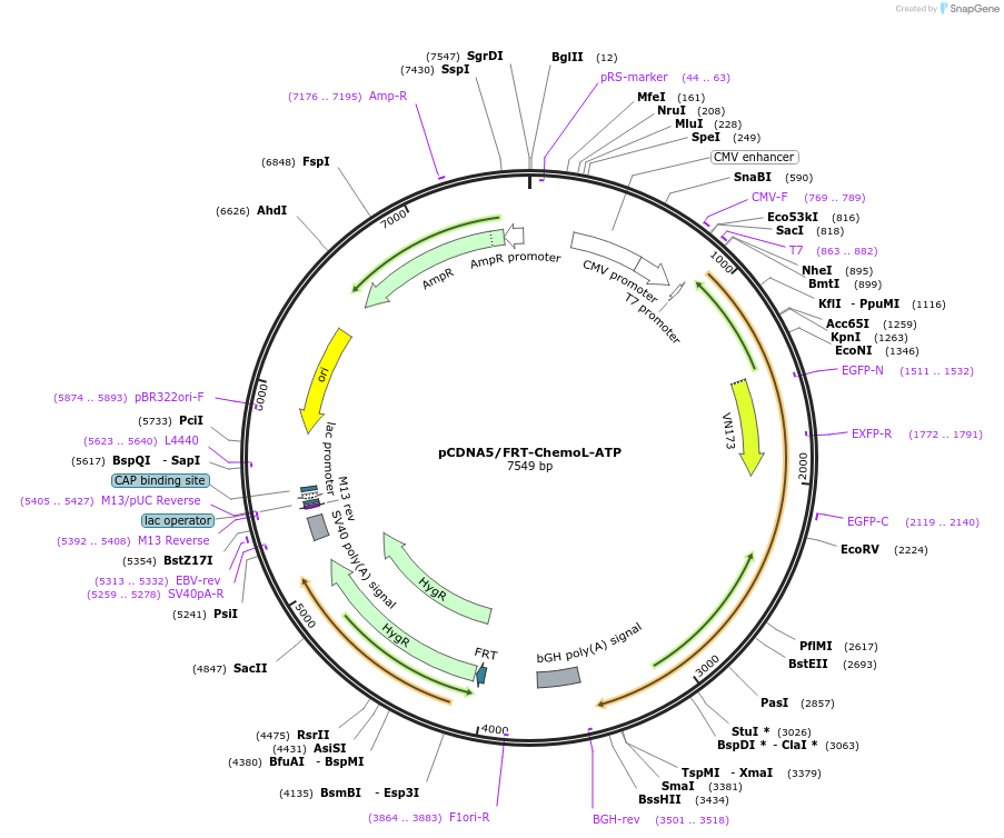 193831-plasmid-map-sequence-id-381727