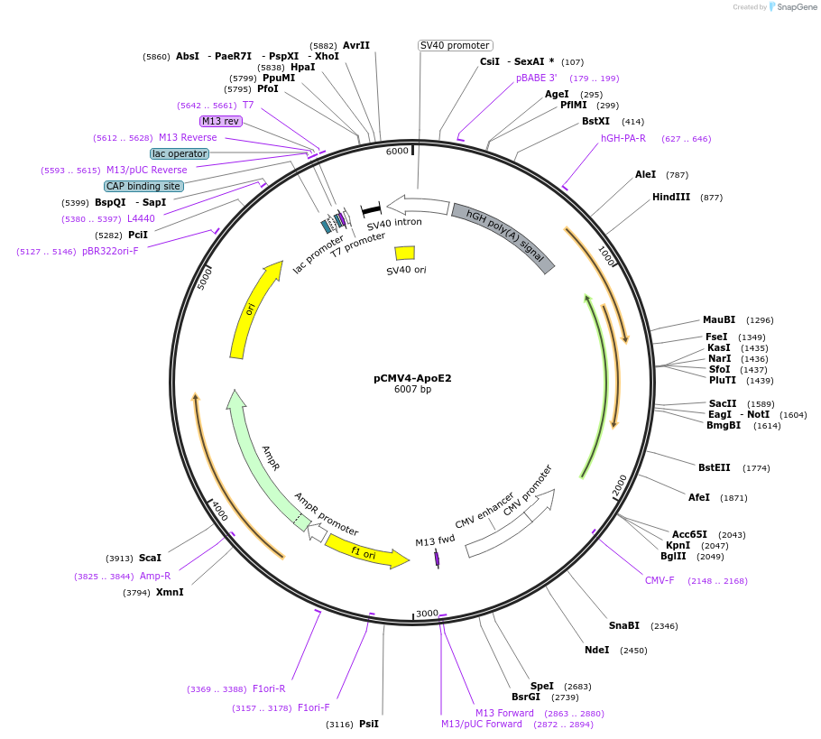 87085-plasmid-map-sequence-id-381731