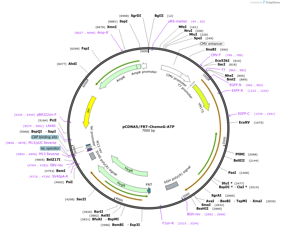 193818-plasmid-map-sequence-id-381765