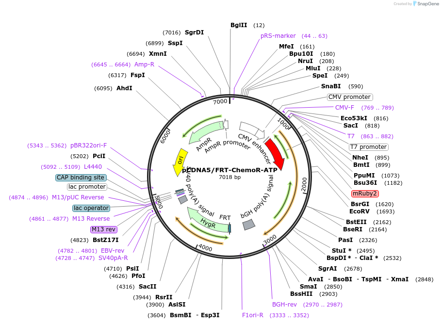 193820-plasmid-map-sequence-id-381768