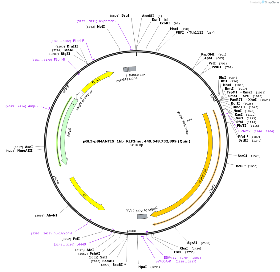 194191-plasmid-map-sequence-id-381776