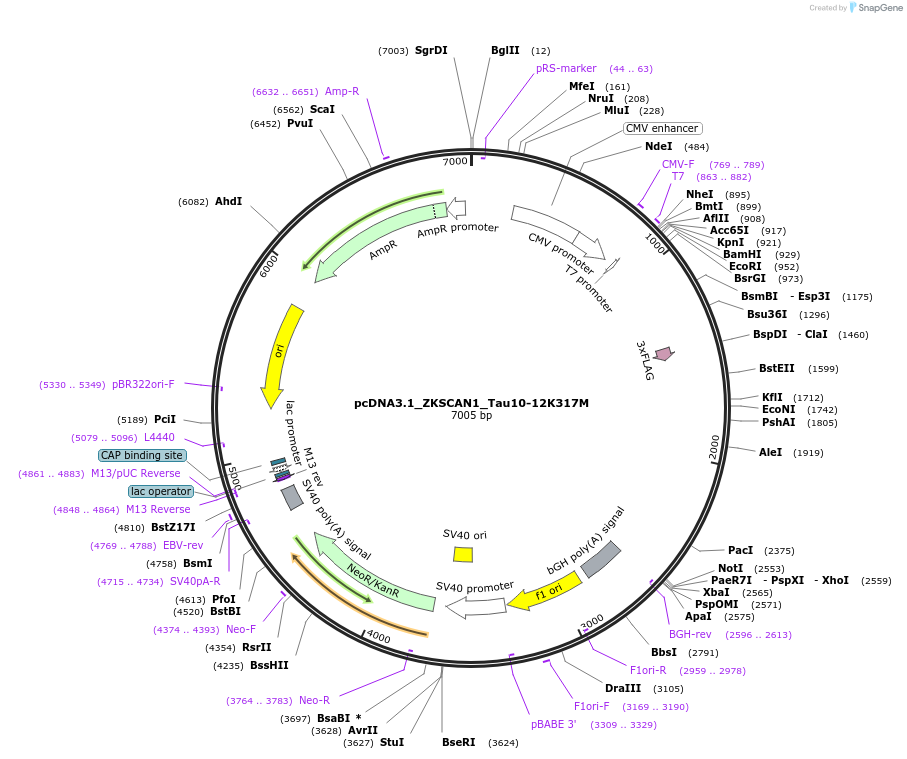 194164-plasmid-map-sequence-id-381805