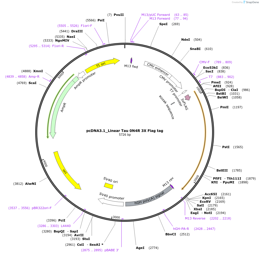 194171-plasmid-map-sequence-id-381810