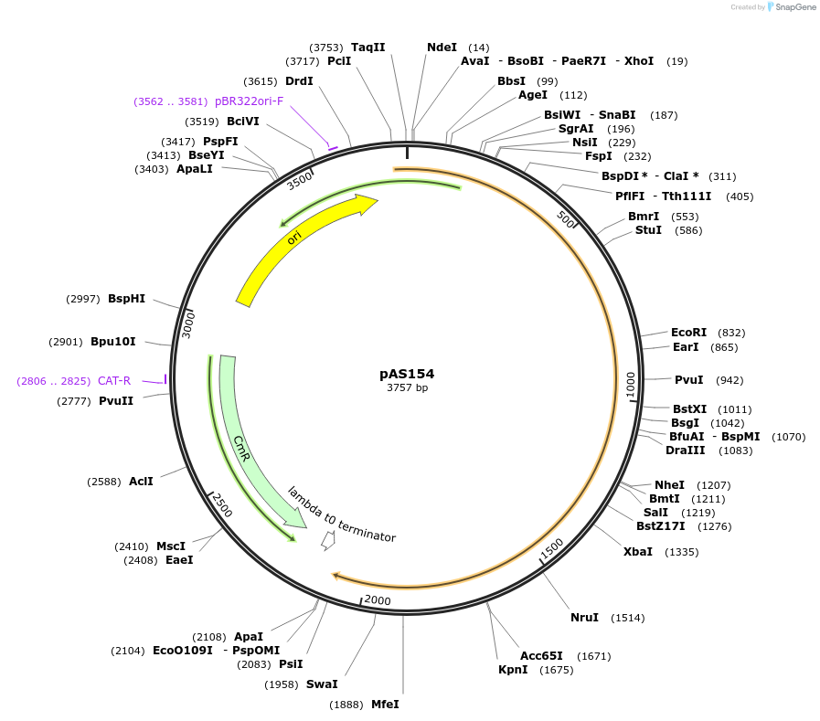 194477-plasmid-map-sequence-id-381819