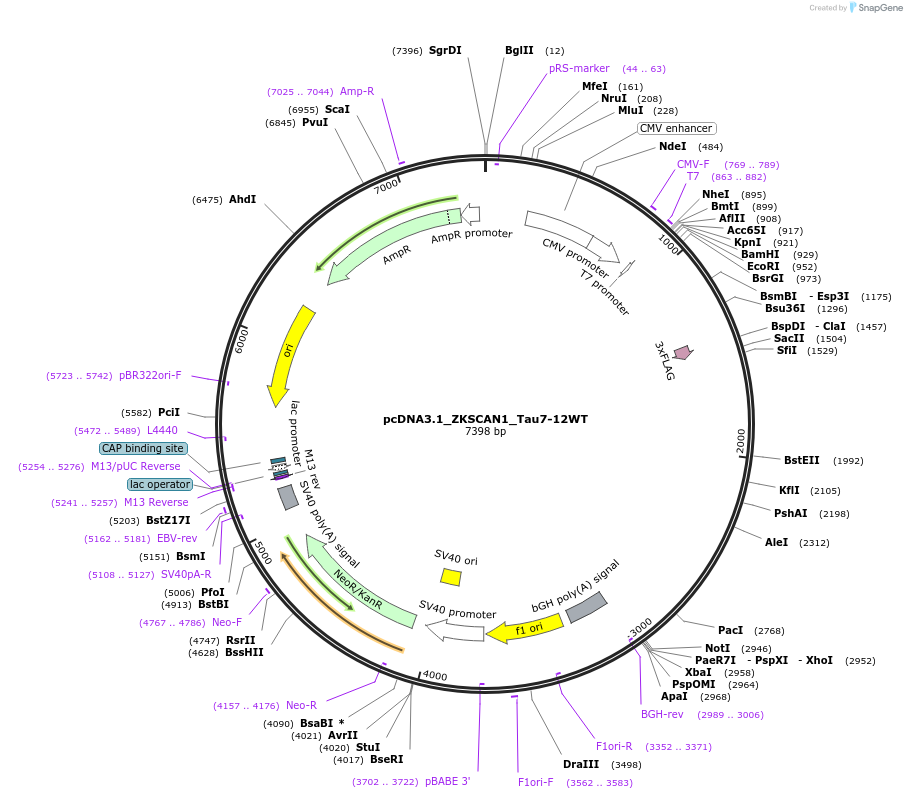 194166-plasmid-map-sequence-id-381821