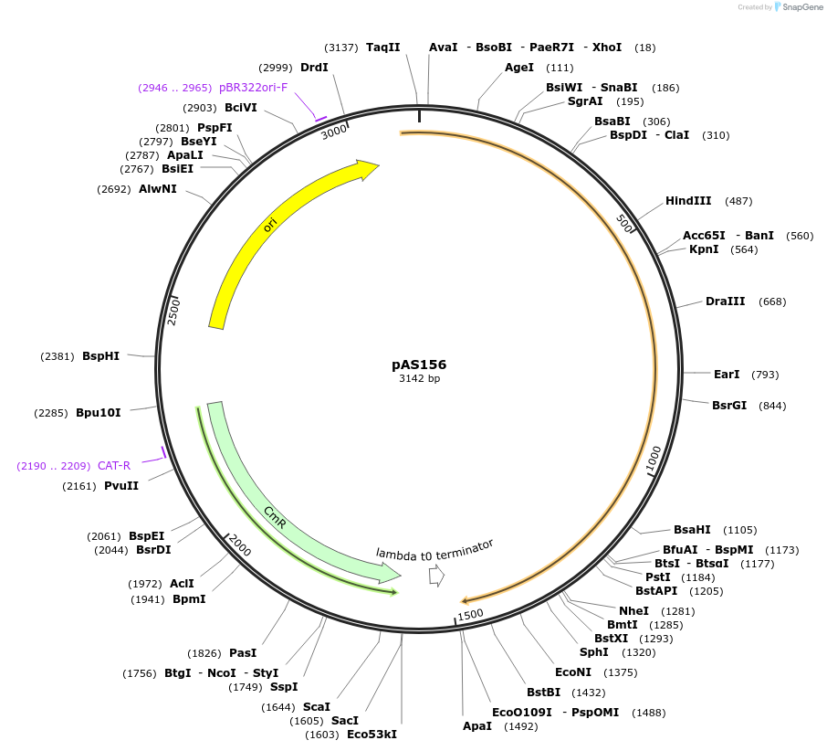194479-plasmid-map-sequence-id-381824