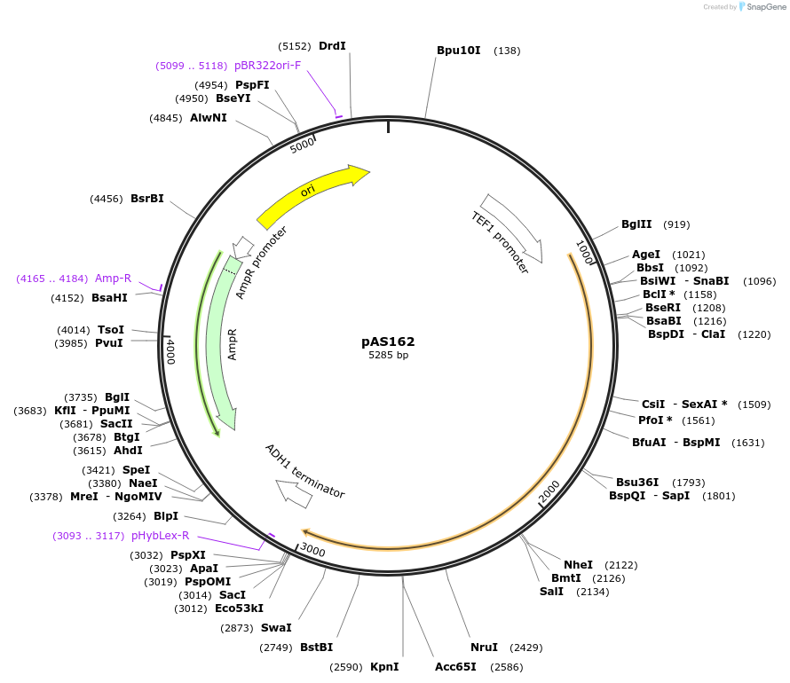 194485-plasmid-map-sequence-id-381839