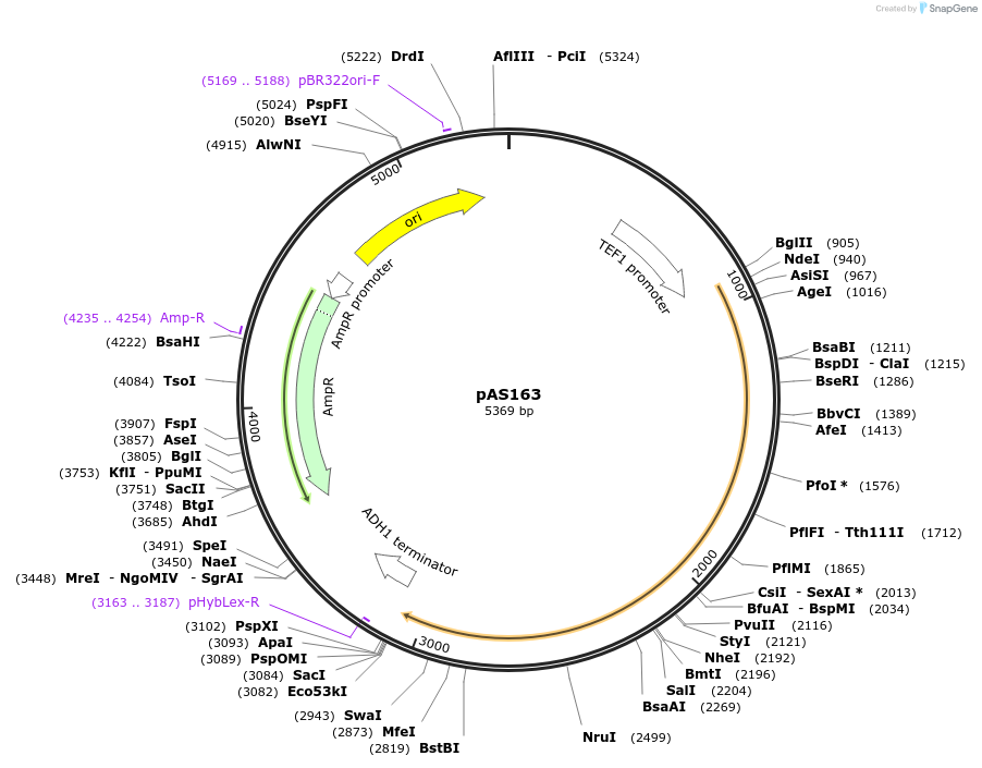 194486-plasmid-map-sequence-id-381840