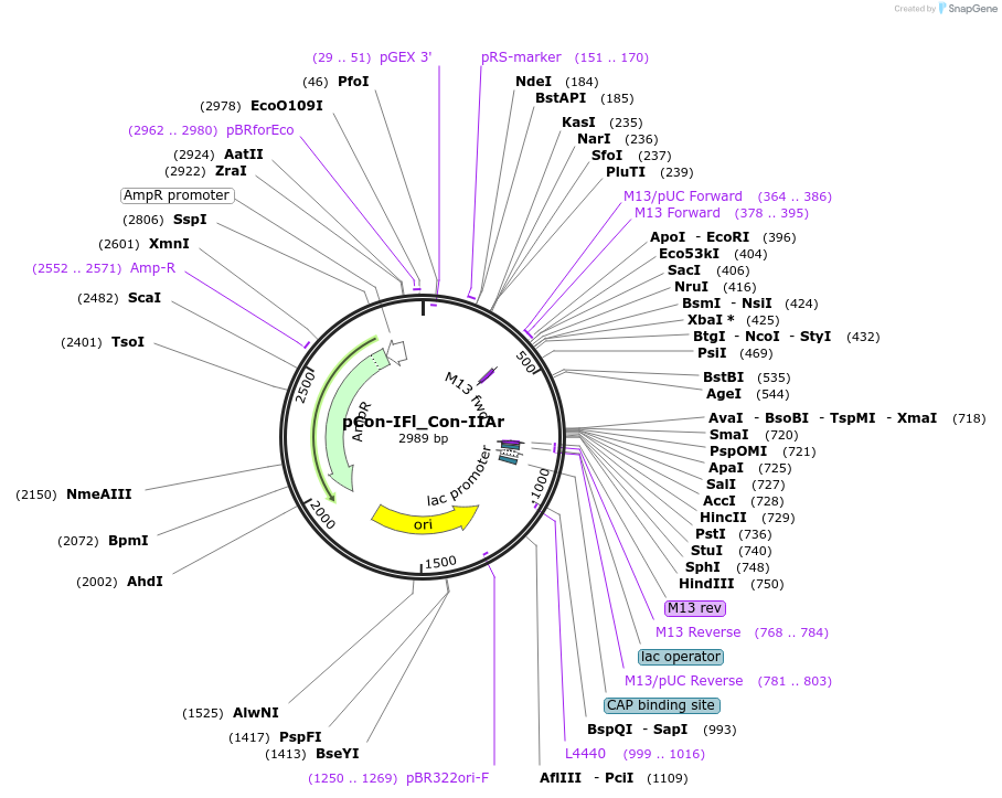 192212-plasmid-map-sequence-id-381847