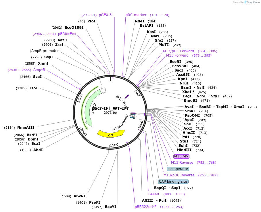 192208-plasmid-map-sequence-id-381849